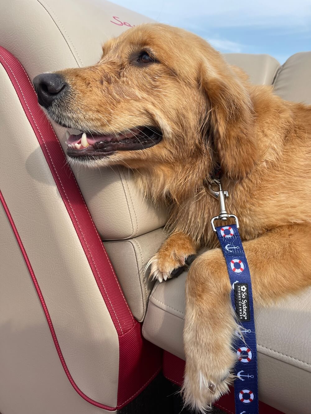 Anchor Yacht Club Boat Collection Dog Collar – Adjustable, Durable, Nautical Pet Accessory for Small, Medium, Large Dogs - Sydney So Sweet