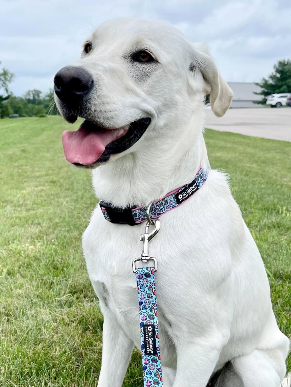 Rainbows & Unicorns Comfy, Cool, & Fun Fashion Dog Collar - Sydney So Sweet