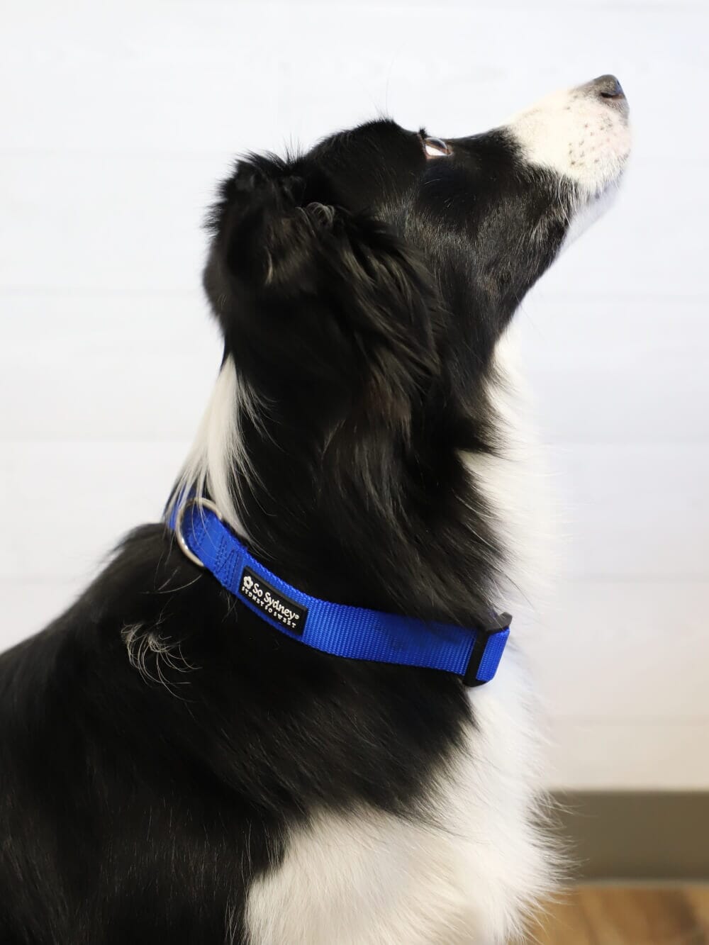Royal Blue Adjustable Nylon Dog Collar for Small, Medium, or Large Dogs - Sydney So Sweet