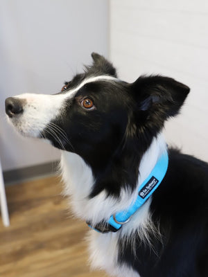 Light Blue Adjustable Nylon Dog Collar for Small, Medium, or Large Dogs - Sydney So Sweet