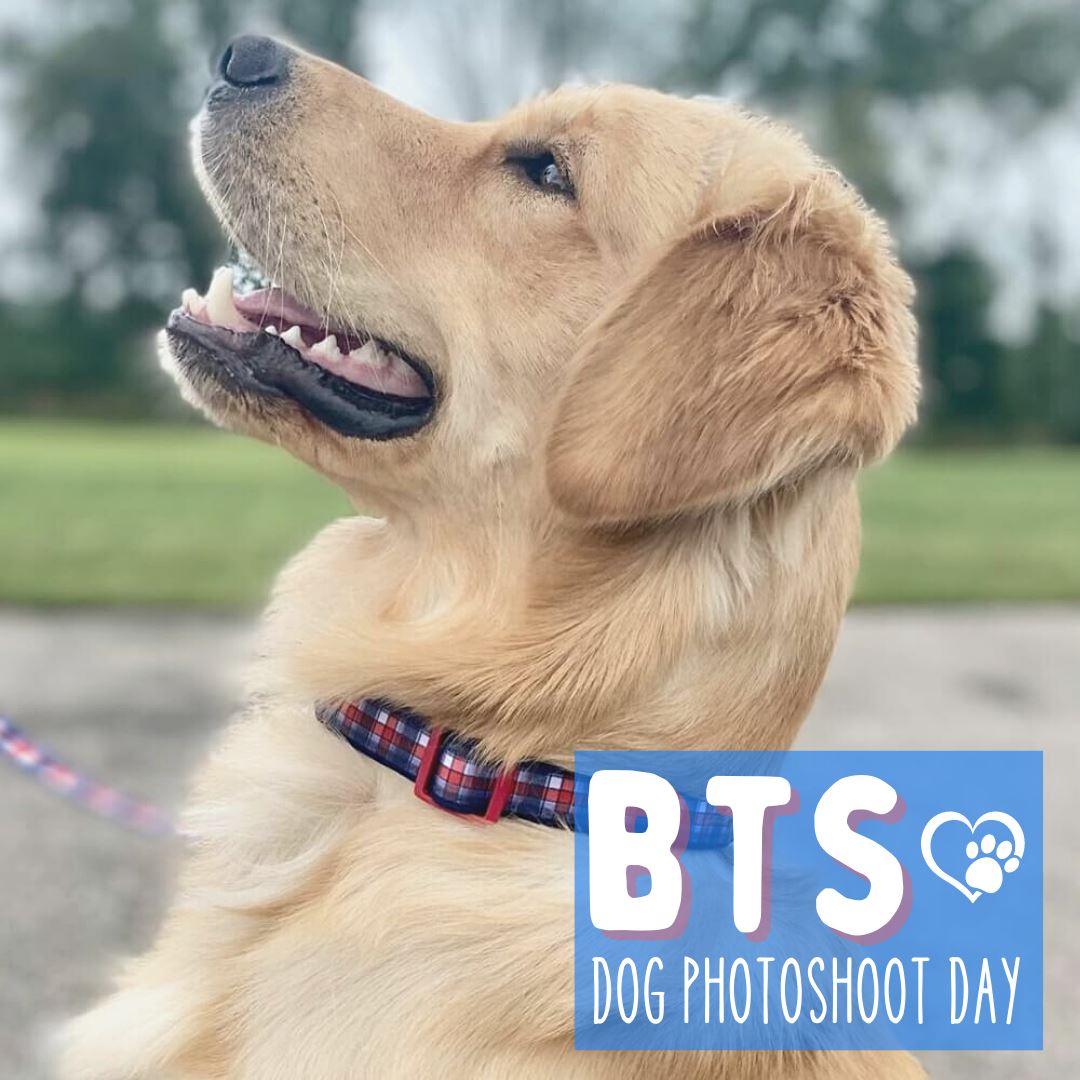 Behind The Scenes - Dog Collar Photoshoot Day at SSS