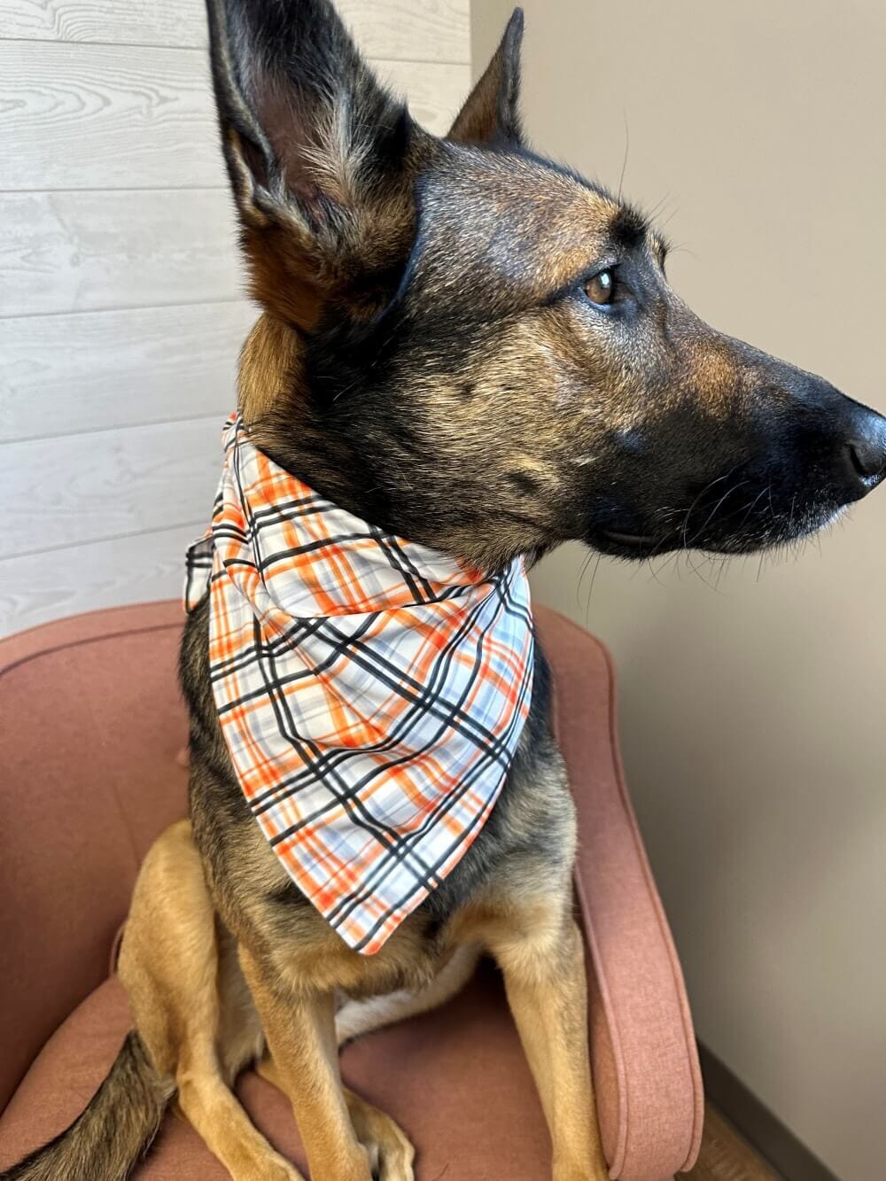 Black &amp; Orange Halloween Plaid Dog Bandana - Sydney So Sweet