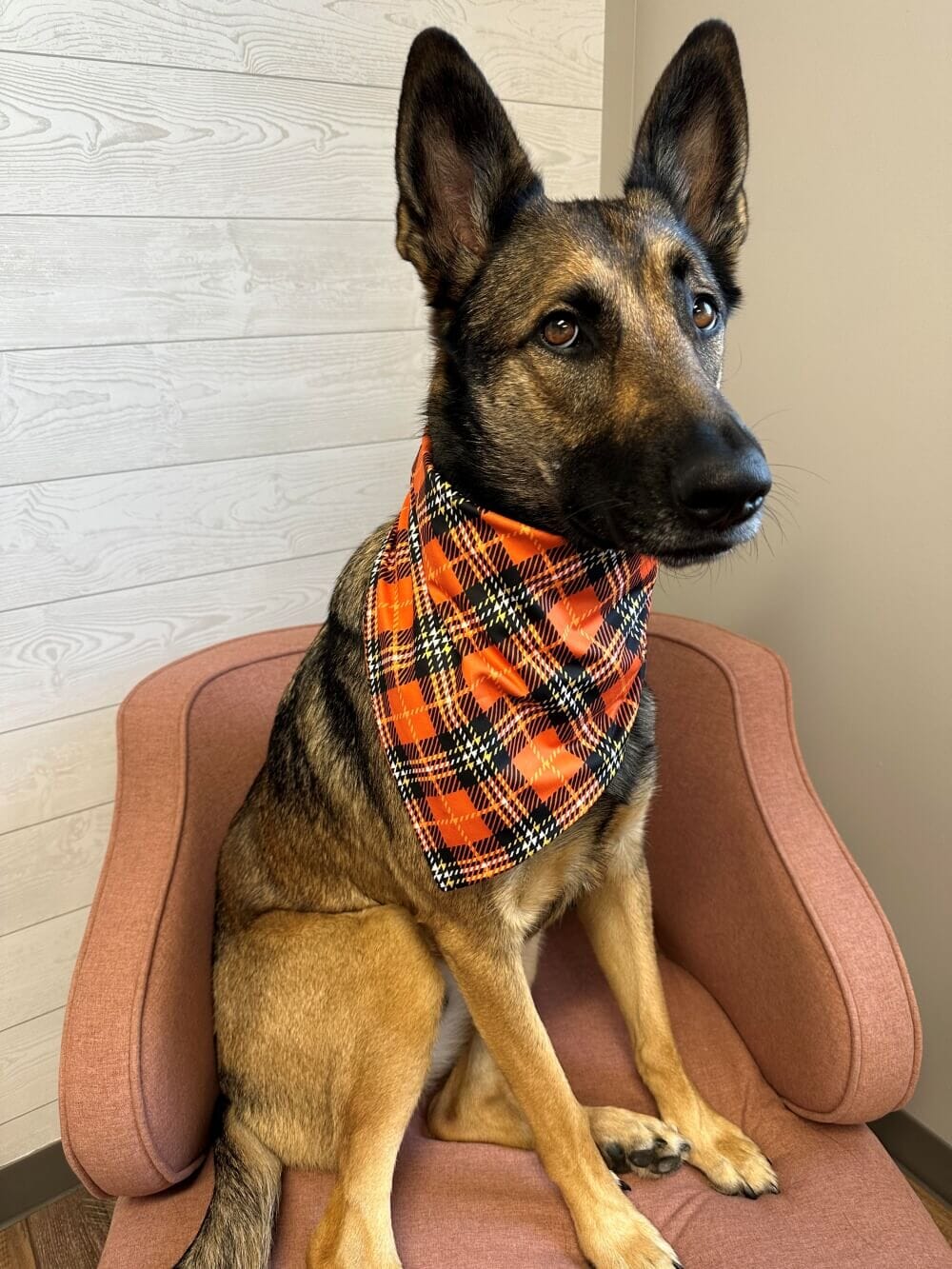 Classic Plaid Halloween Dog Bandana - Sydney So Sweet