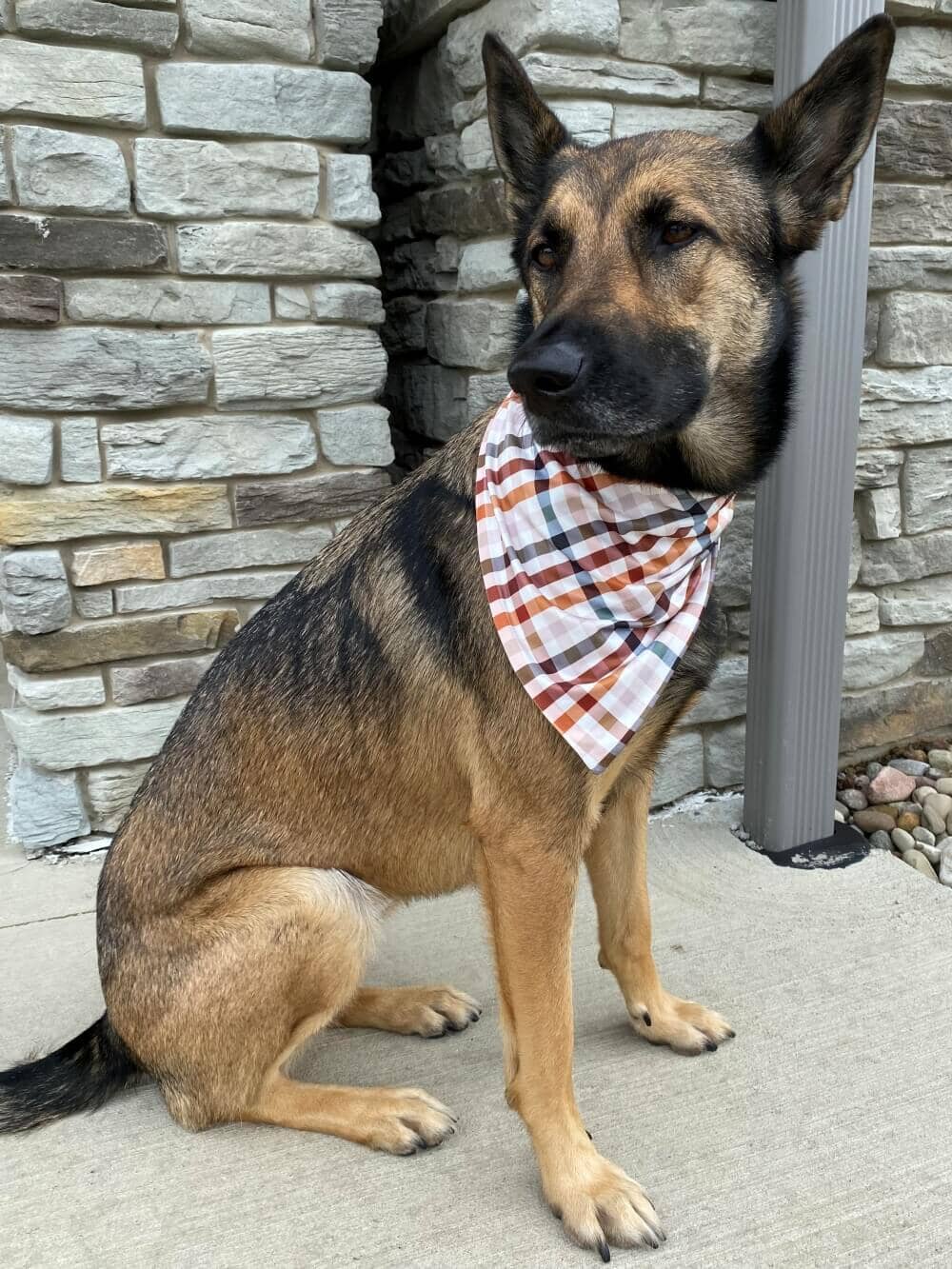 Fall Plaid Classic Dog Bandana - Sydney So Sweet