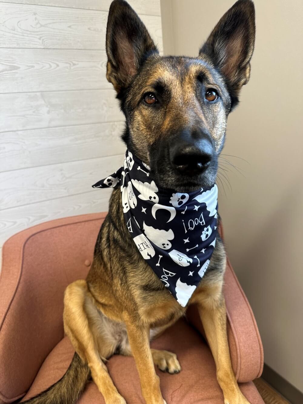 Ghost Boo &amp; Bones Dog Bandana - Sydney So Sweet