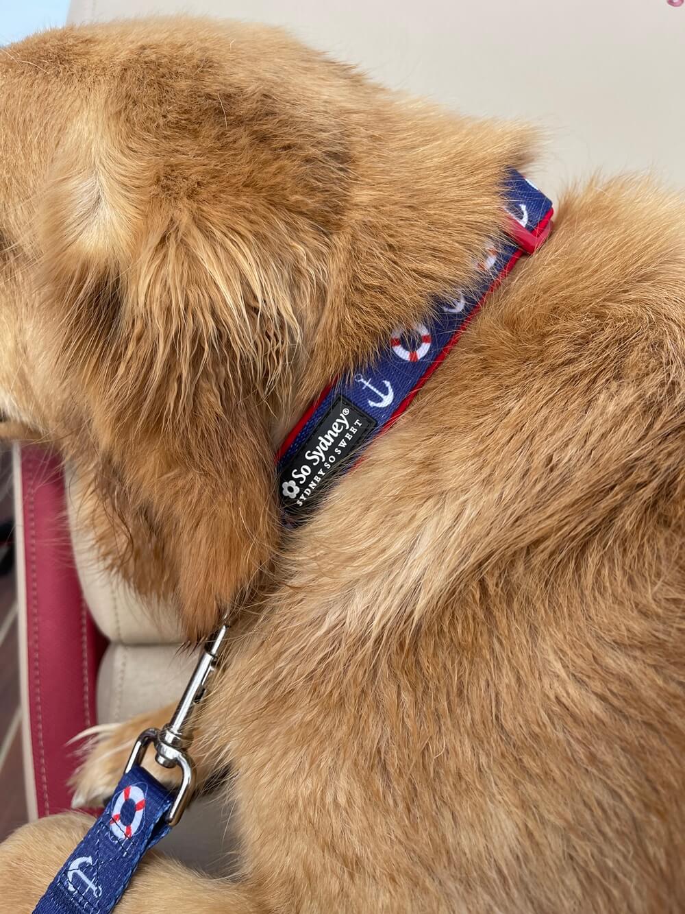 Anchor Yacht Club Boat Collection Dog Collar – Adjustable, Durable, Nautical Pet Accessory for Small, Medium, Large Dogs - Sydney So Sweet