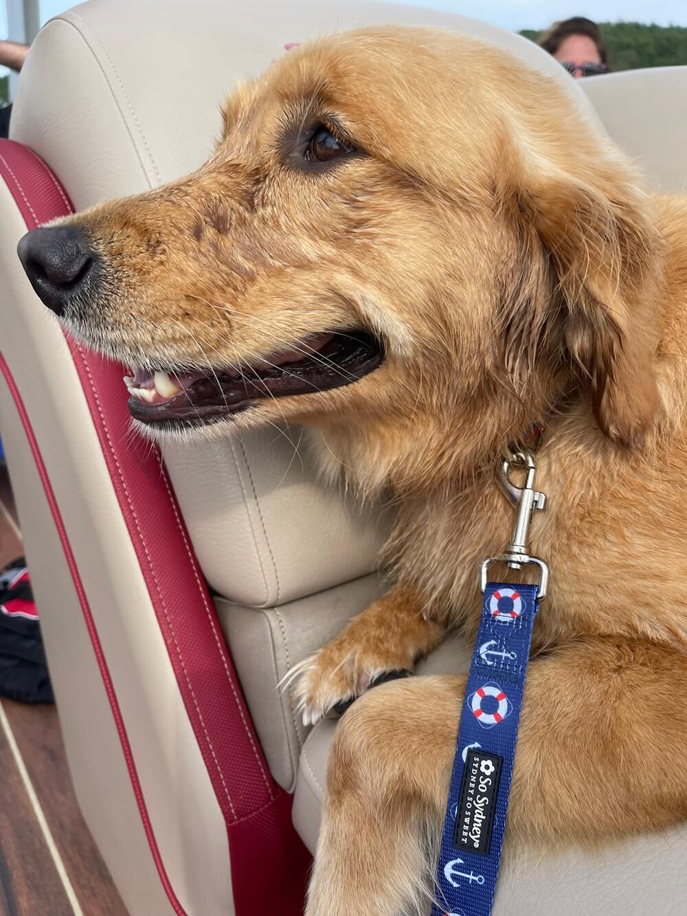 Anchor Yacht Club Boat Collection Dog Collar – Adjustable, Durable, Nautical Pet Accessory for Small, Medium, Large Dogs - Sydney So Sweet