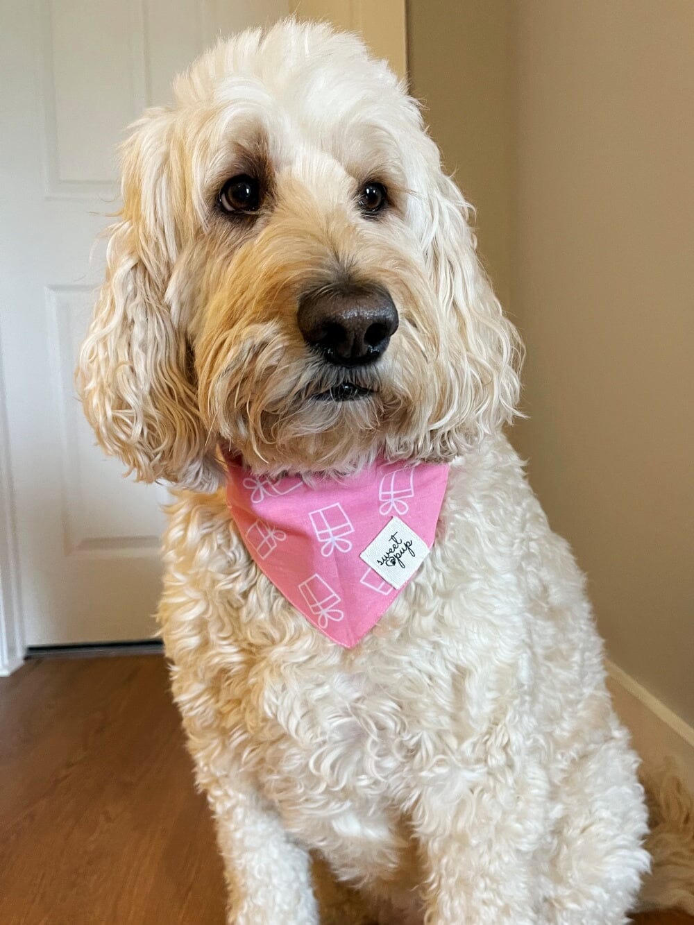 Dog Bandana - Dog Birthday Bandana Gifted Pink - Sydney So Sweet