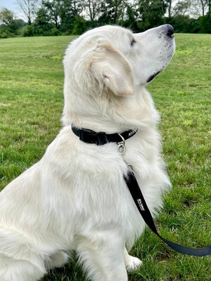 Solid Black Basic Nylon Dog Collar for Small, Medium, & Large Dogs - Sydney So Sweet