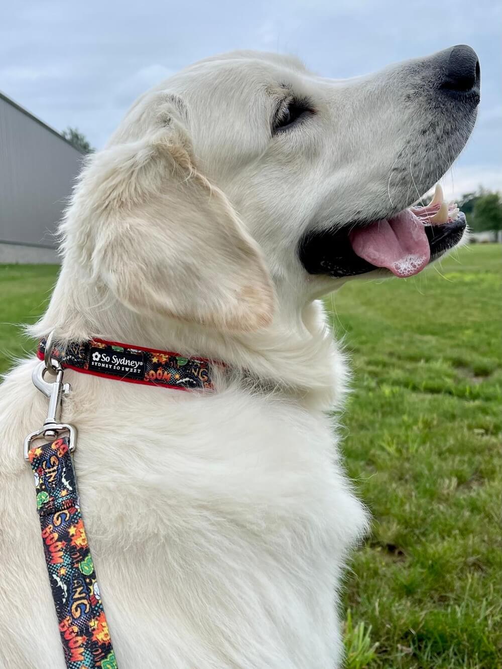 Comic Book Hero Red Fashion Dog Collar - Sydney So Sweet