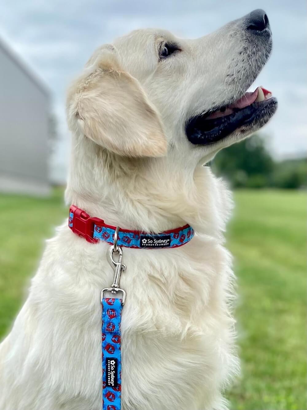 New England Crab Blue &amp; Red Comfy Dog Collar - Sydney So Sweet