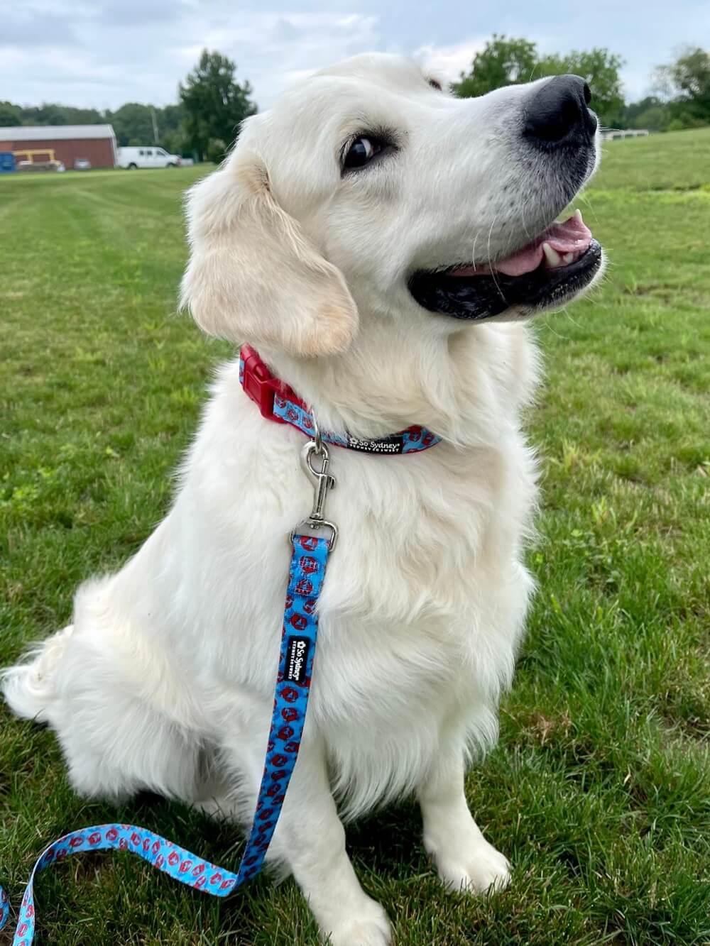 New England Crab Blue & Red Comfy Dog Collar - Sydney So Sweet