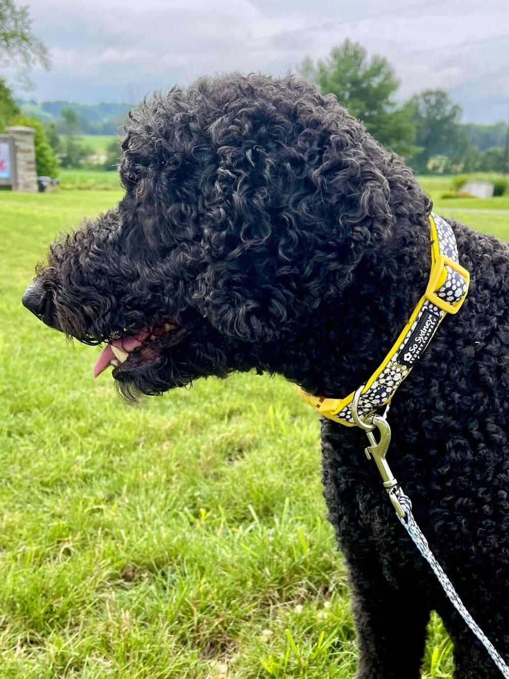 Yellow Daisy Black Flower Comfy, Adjustable Fashion Dog Collar - Sydney So Sweet