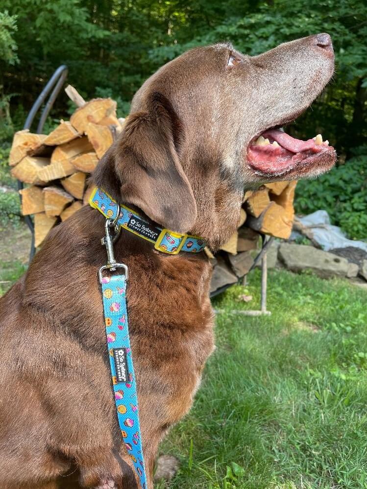 Emojis &amp; Treats Blue &amp; Yellow Adjustable Unique Dog Collar - Sydney So Sweet