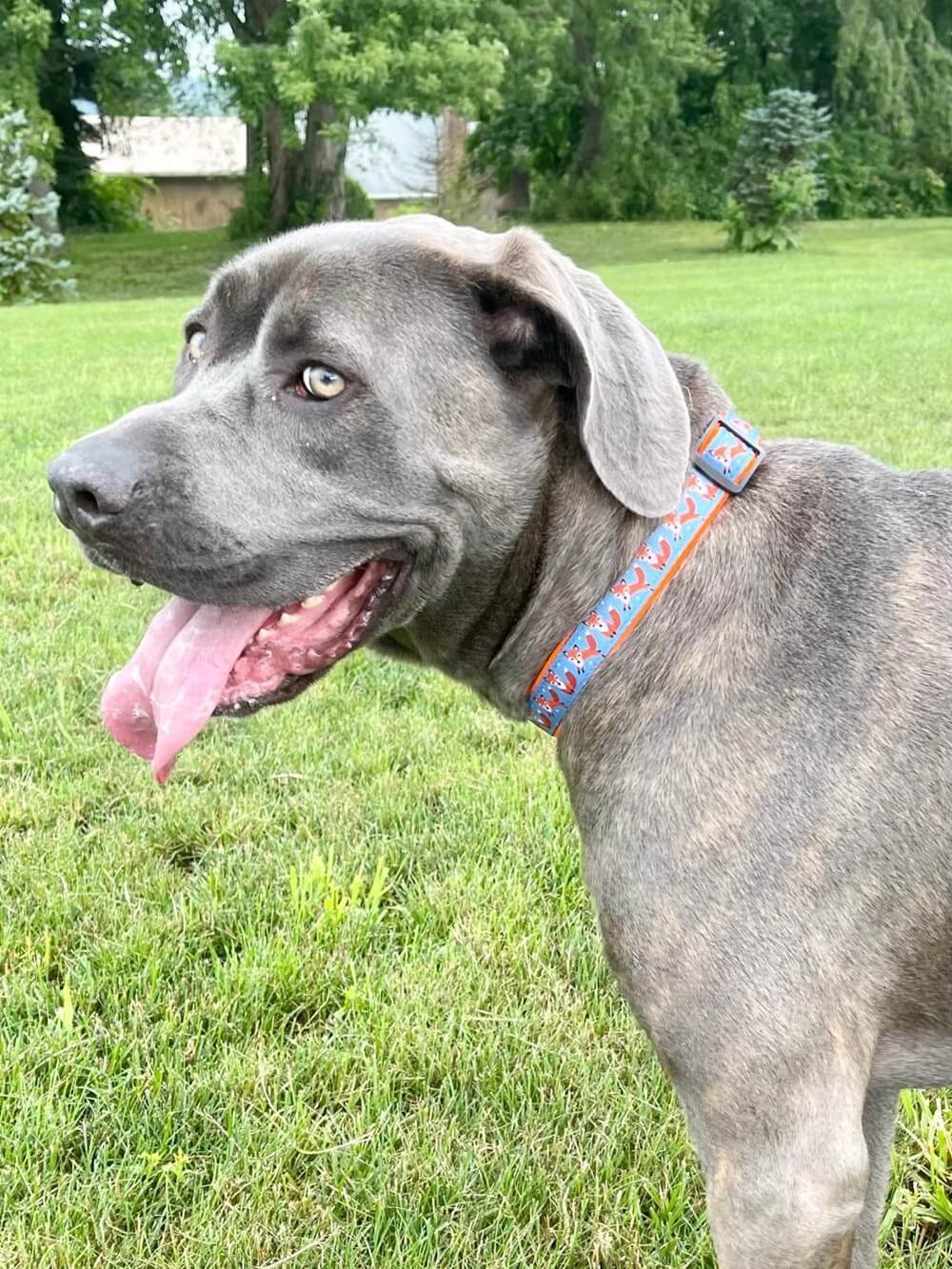 Fox Hunt Blue & Orange Adjustable Fashion Unique Dog Collar - Sydney So Sweet