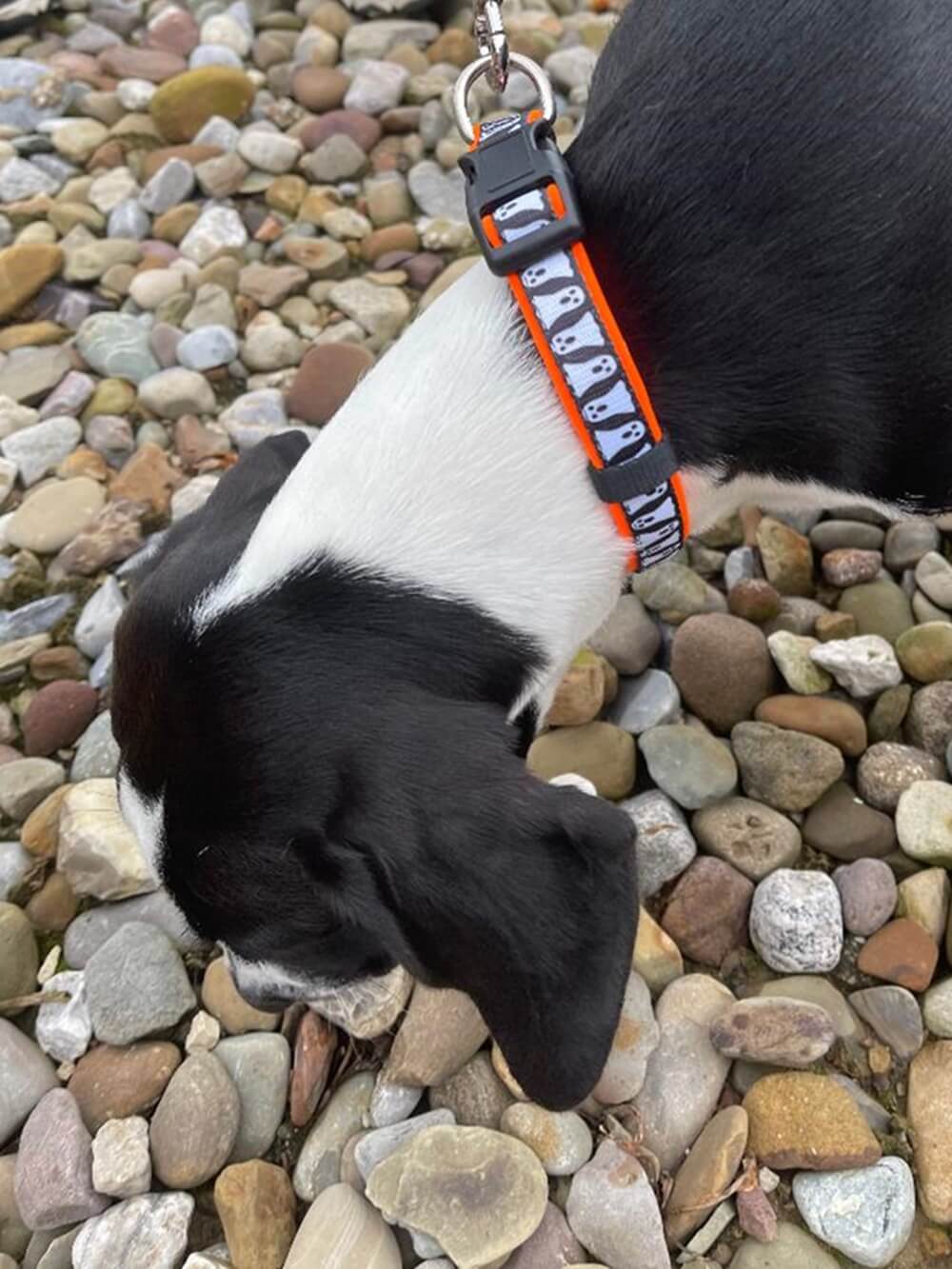 Spooky Ghost Halloween Comfy, Adjustable Holiday Dog Collar - Sydney So Sweet