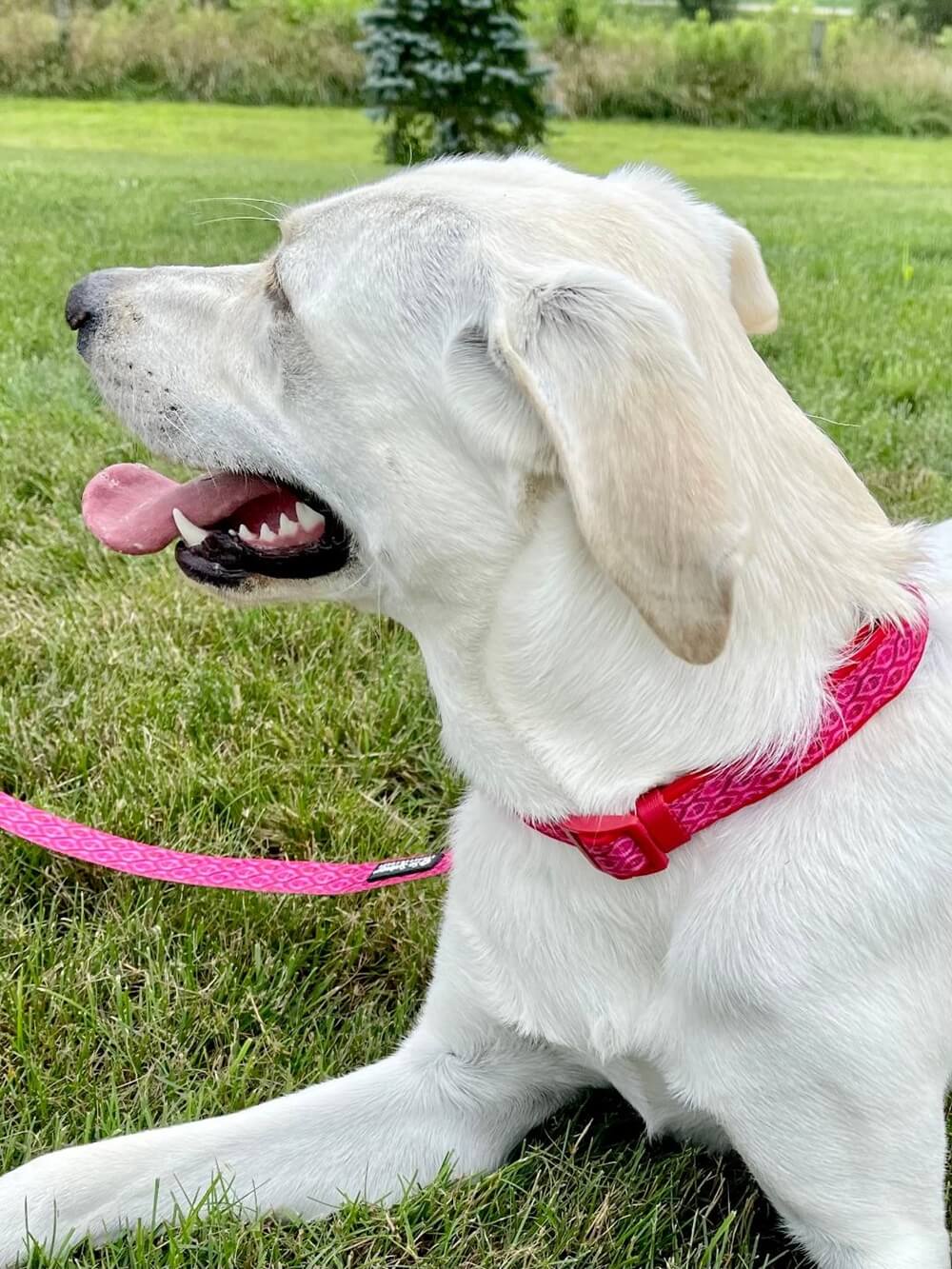 Hot Pink Boho Tribal Print Adjustable Fashion Dog Collar - Sydney So Sweet