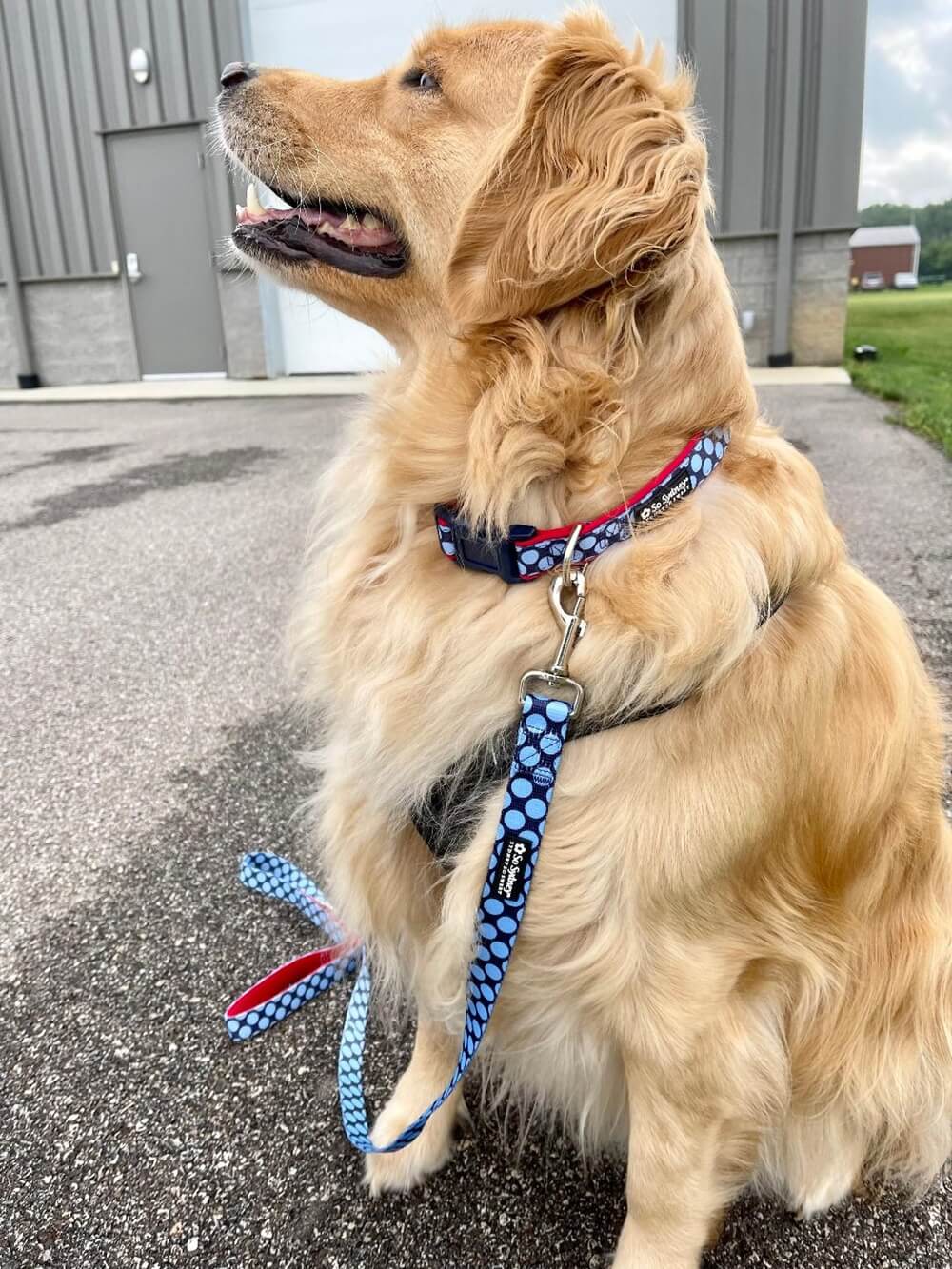 Red & Blue Jumbo Polka Dots Cute Fashion Dog Collar - Sydney So Sweet