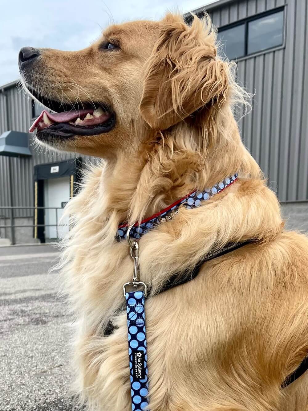 Red &amp; Blue Jumbo Polka Dots Cute Fashion Dog Collar - Sydney So Sweet