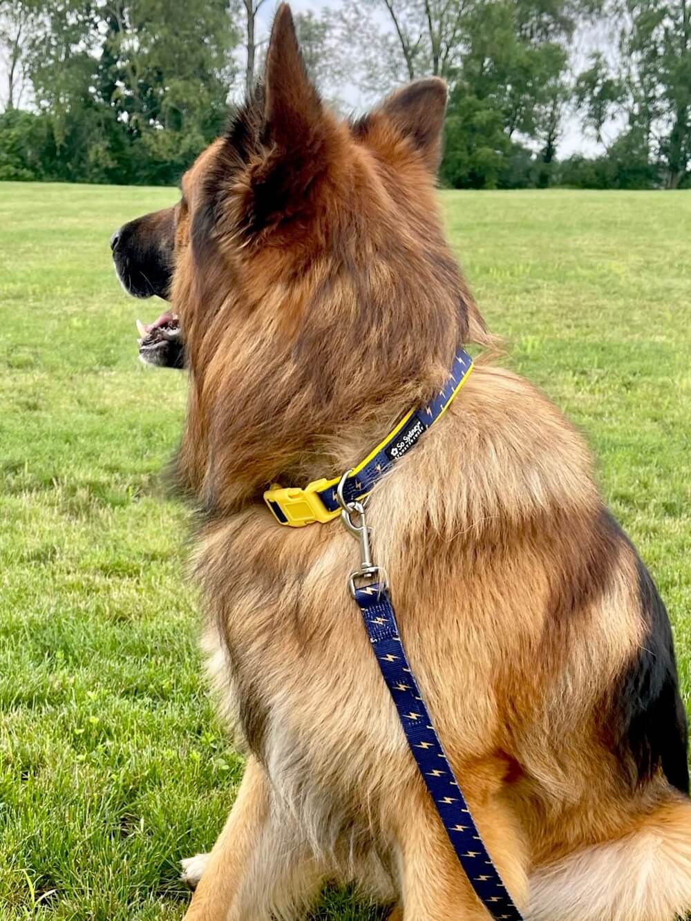 Flash Lightning Navy Blue &amp; Yellow Fashion Dog Collar - Sydney So Sweet