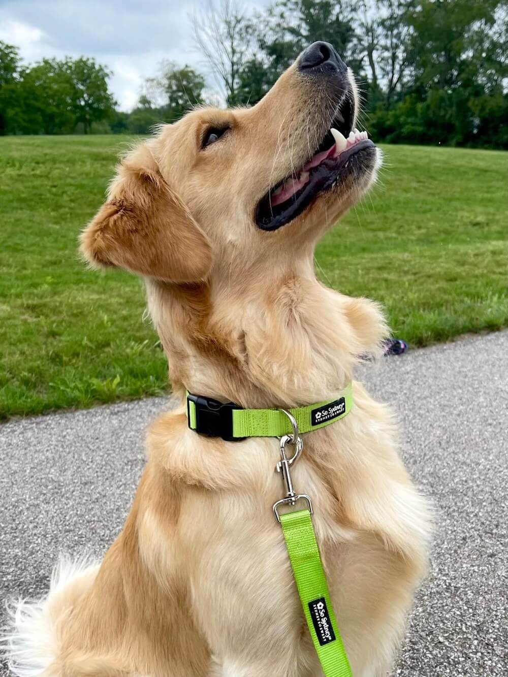 Lime Green Adjustable Dog Collar for Small, Medium, or Large Dogs - Sydney So Sweet