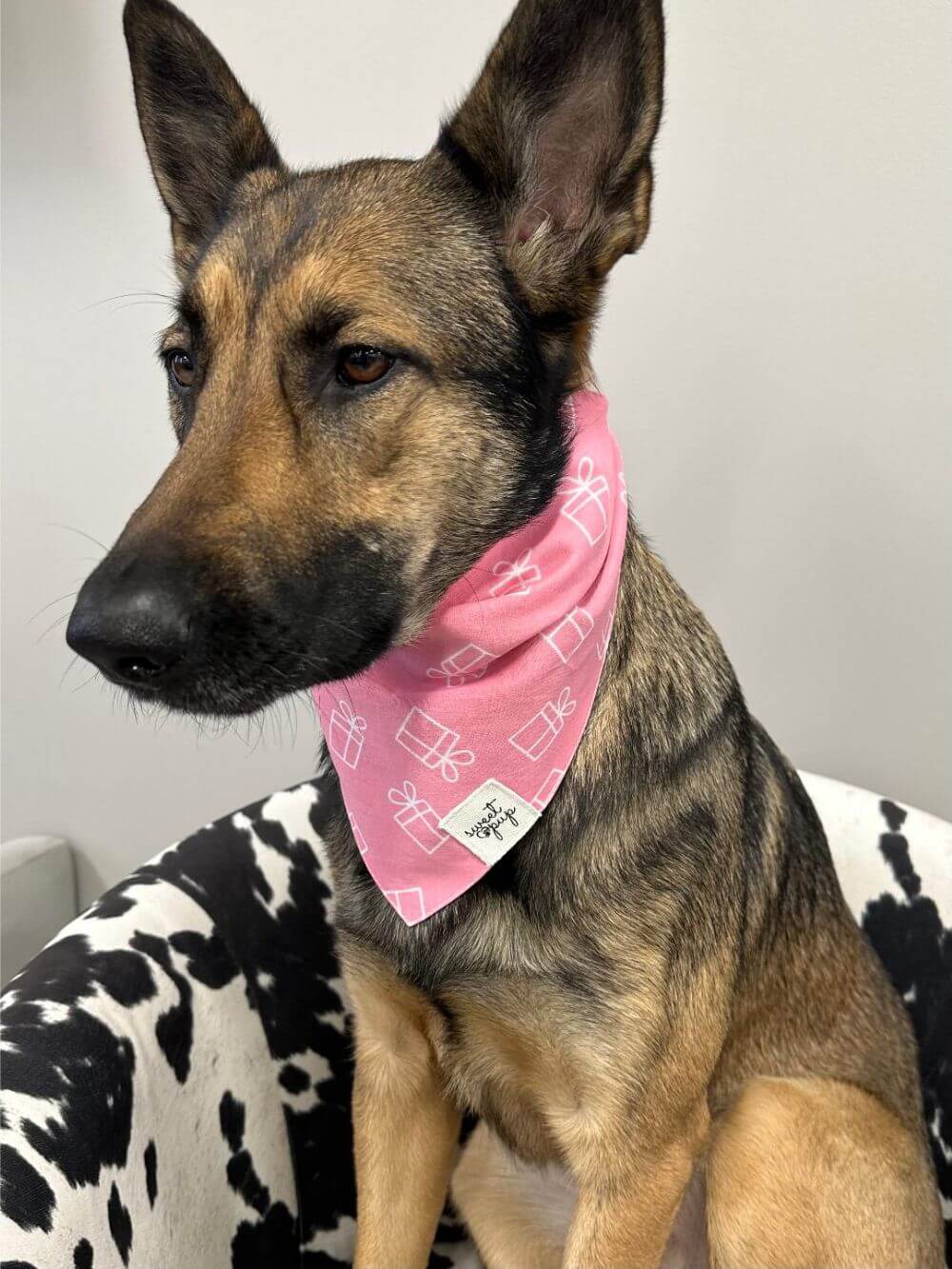 Dog Bandana - Dog Birthday Bandana Gifted Pink - Sydney So Sweet