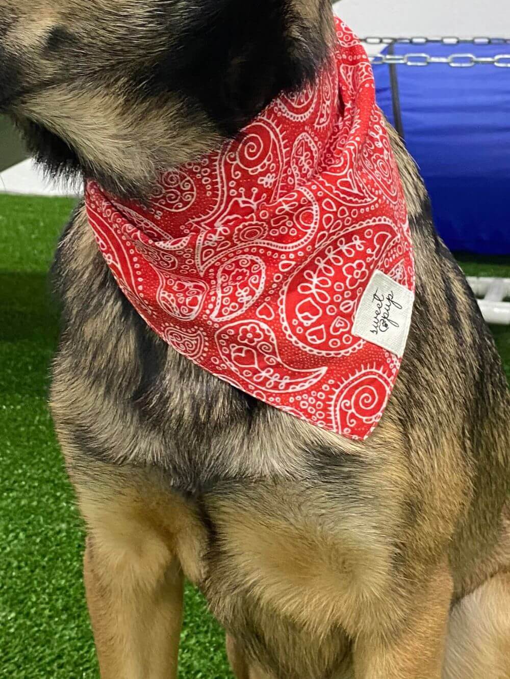 Dog Bandana - Rodeo Red - Sydney So Sweet