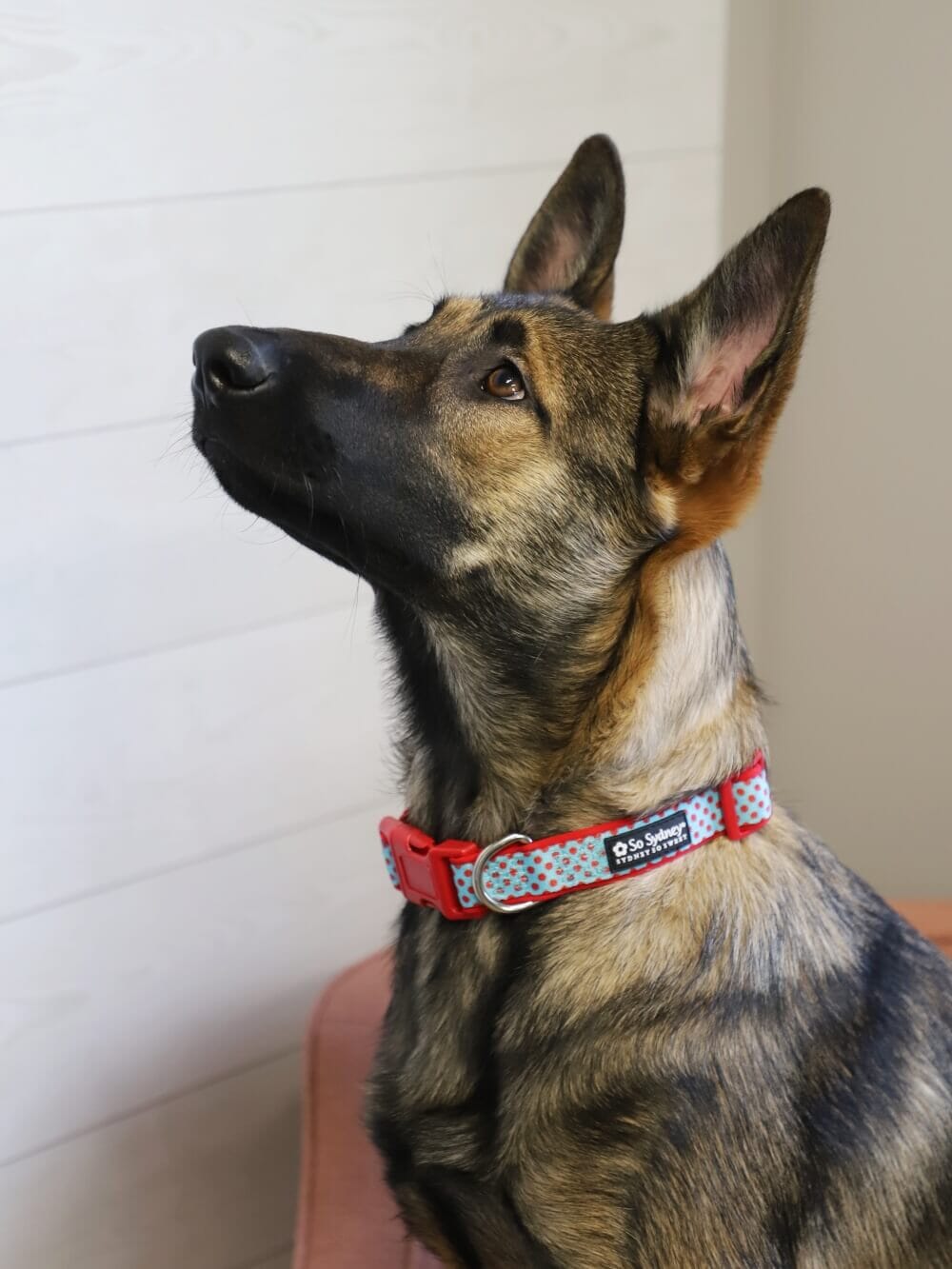 Light Blue &amp; Red Polka Dots Cute Comfy Dog Collar - Sydney So Sweet