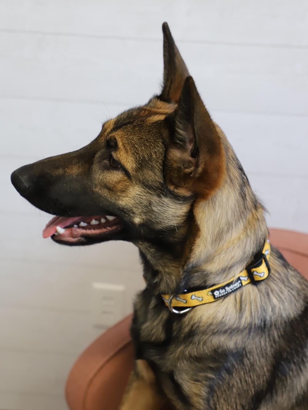 Dog Bone Black & Yellow Comfy, Adjustable Cute Dog Collar - Sydney So Sweet