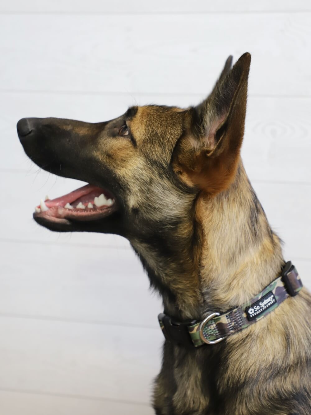 Camo Military Green Adjustable Fashion Dog Collar - Sydney So Sweet