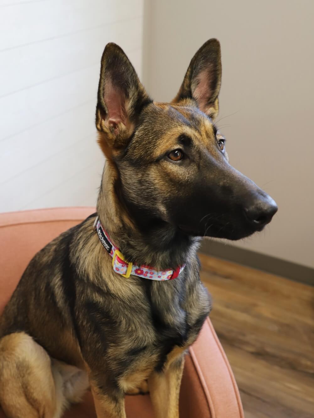 Wildflower Daisy Pink &amp; Blue Comfy, Cute, Fashion Dog Collar - Sydney So Sweet