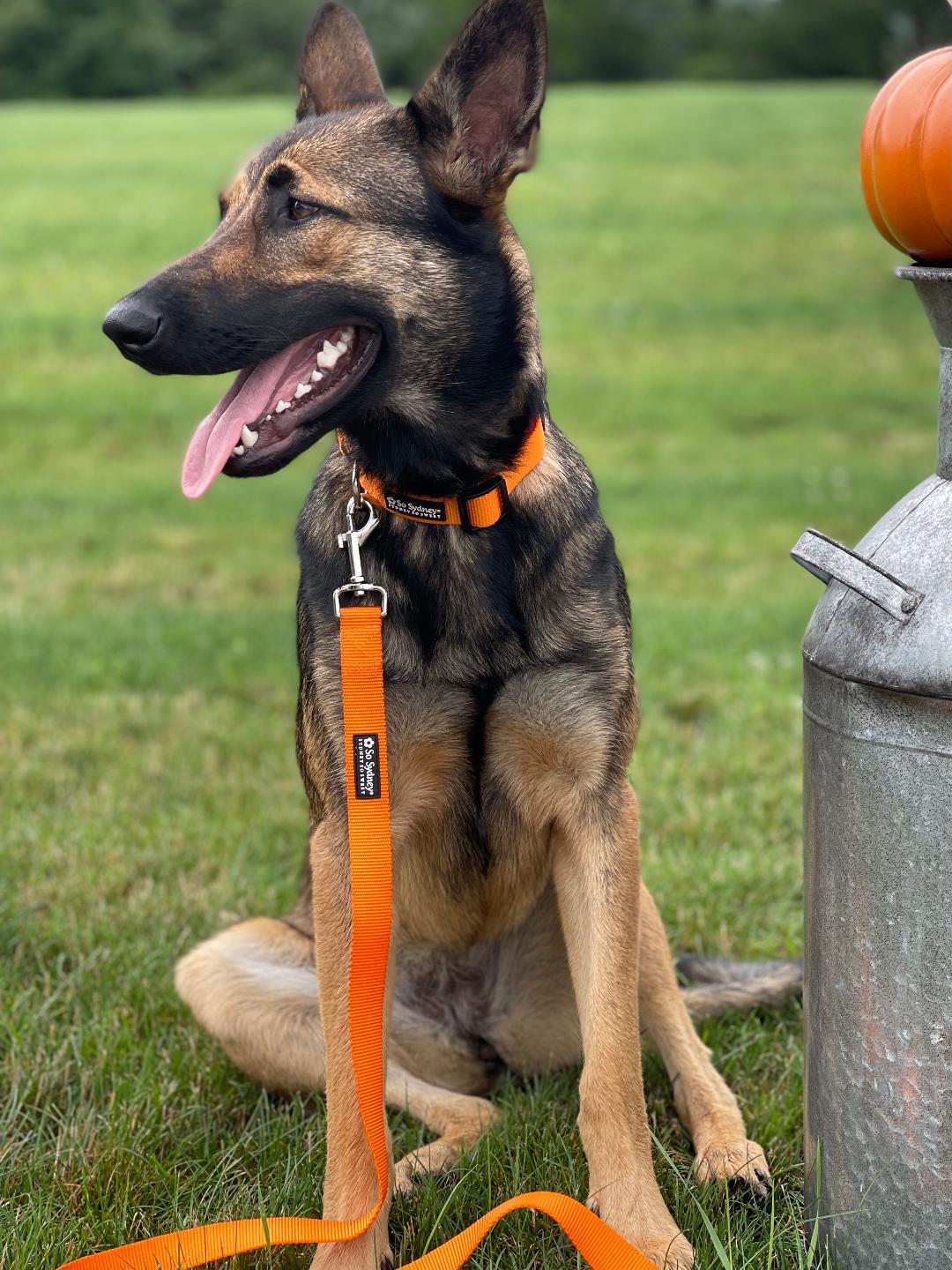 Orange Adjustable Nylon Dog Collar for Small, Medium, or Large Dogs - Sydney So Sweet