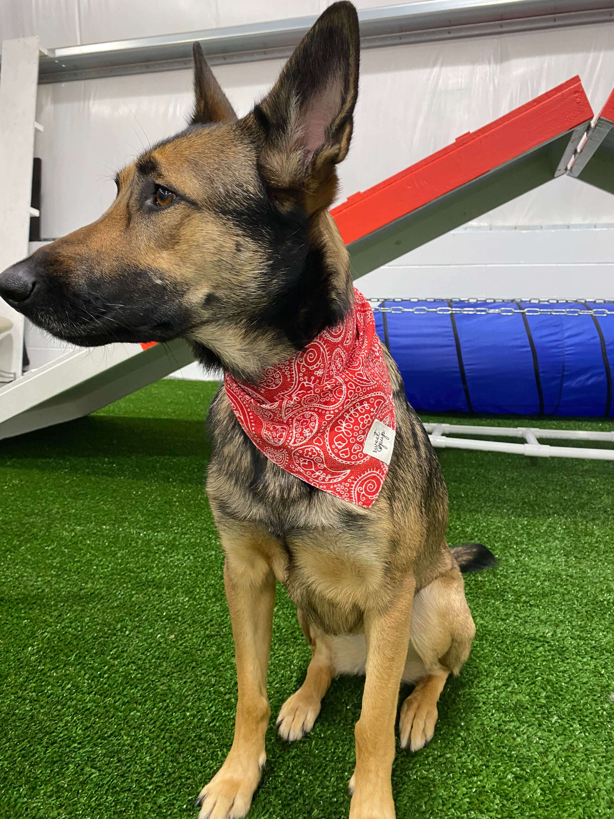 Dog Bandana - Rodeo Red - Sydney So Sweet