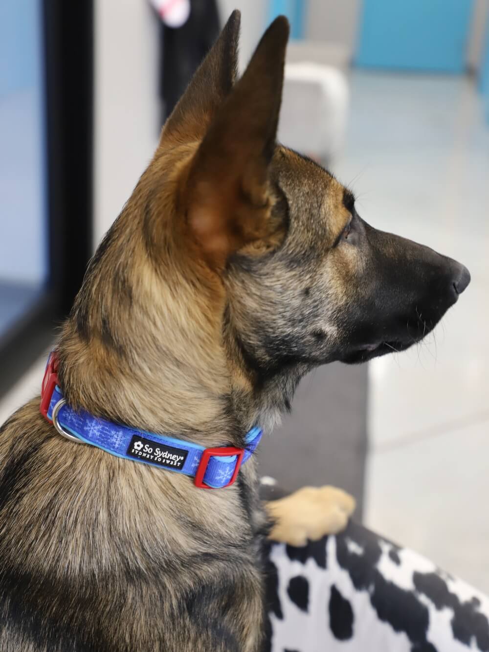 Frozen Snowflakes Blue &amp; Red Winter Holiday Dog Collar - Sydney So Sweet