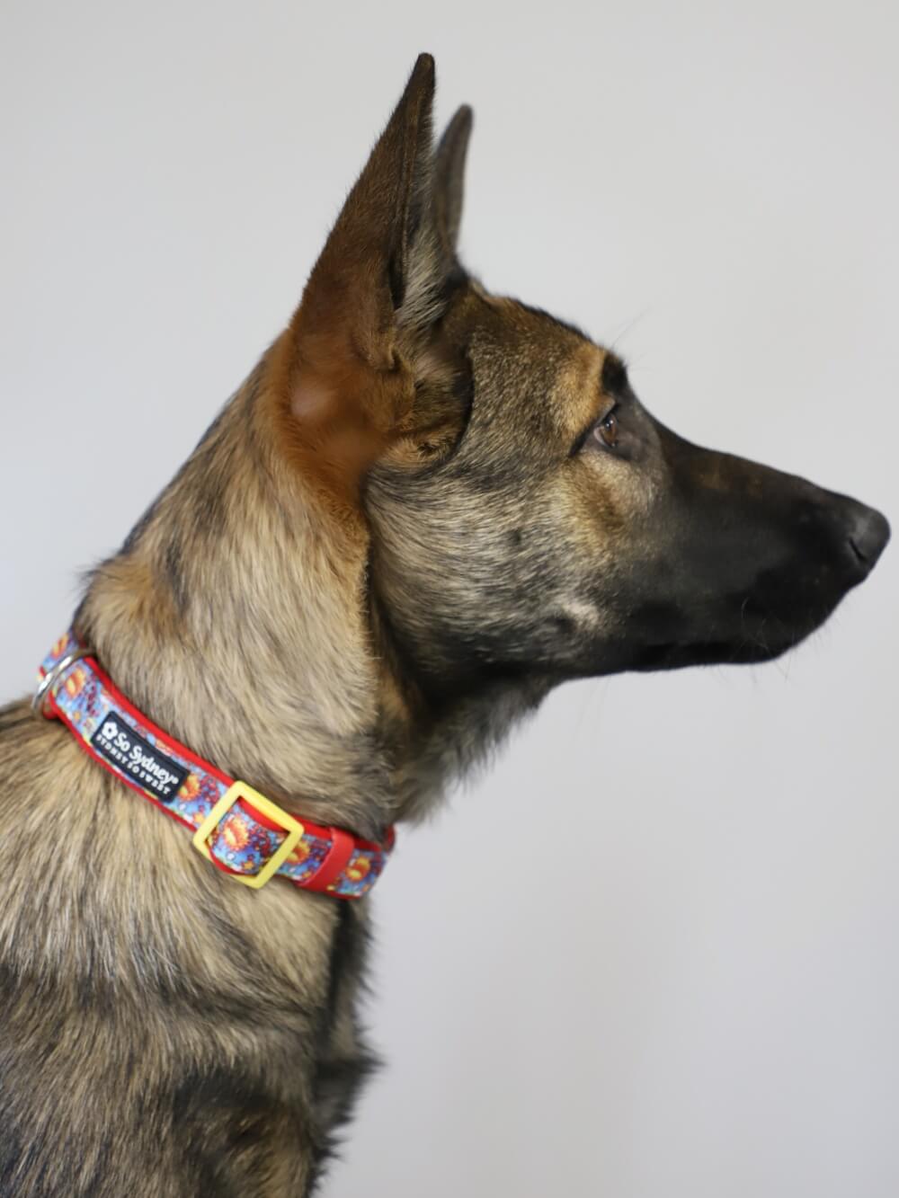 Superhero Blue Red Yellow Comfy, Adjustable Fashion Dog Collar - Sydney So Sweet