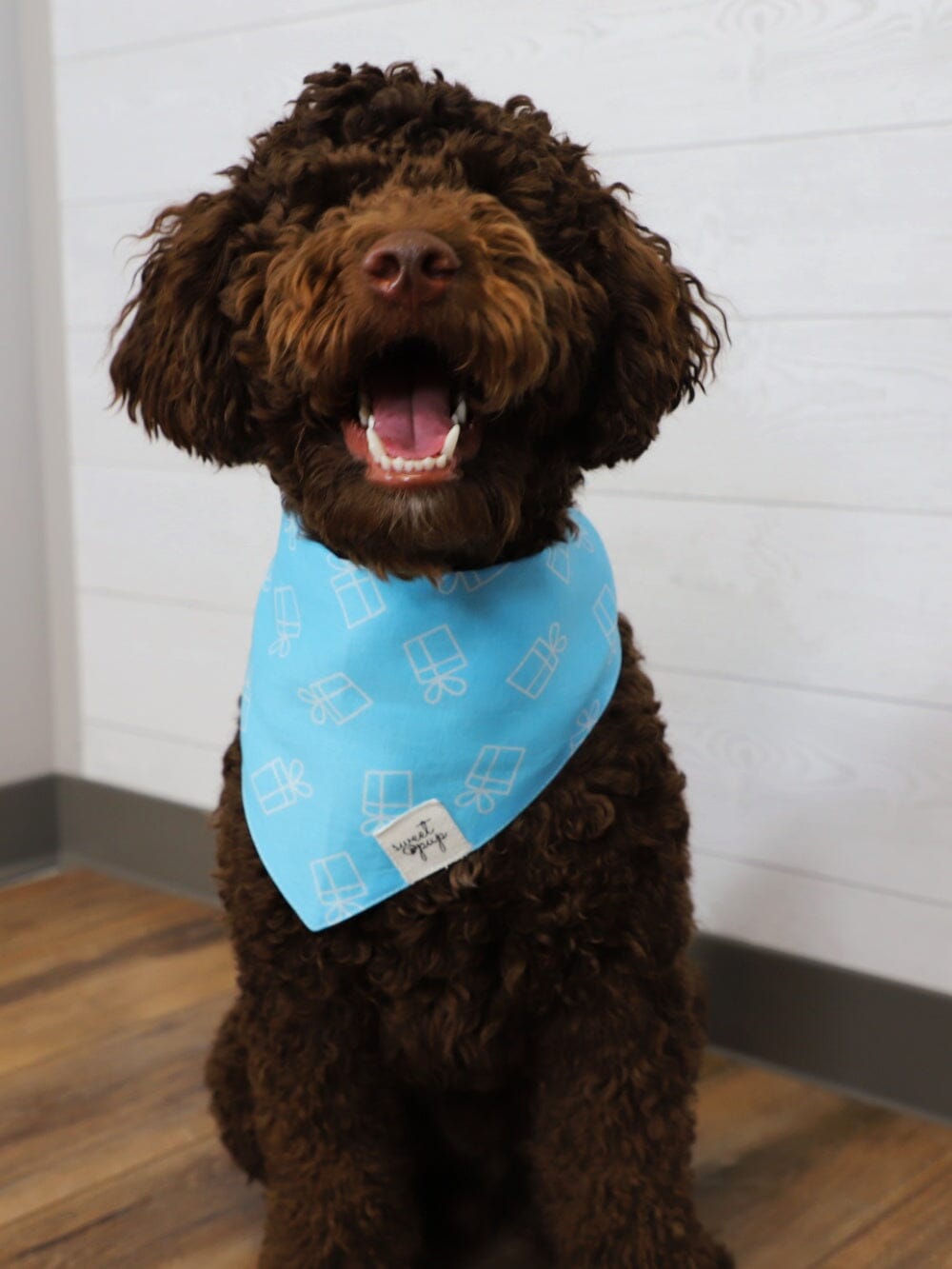 Dog Bandana - Dog Birthday Bandana Dog Prezzie Blue - Sydney So Sweet