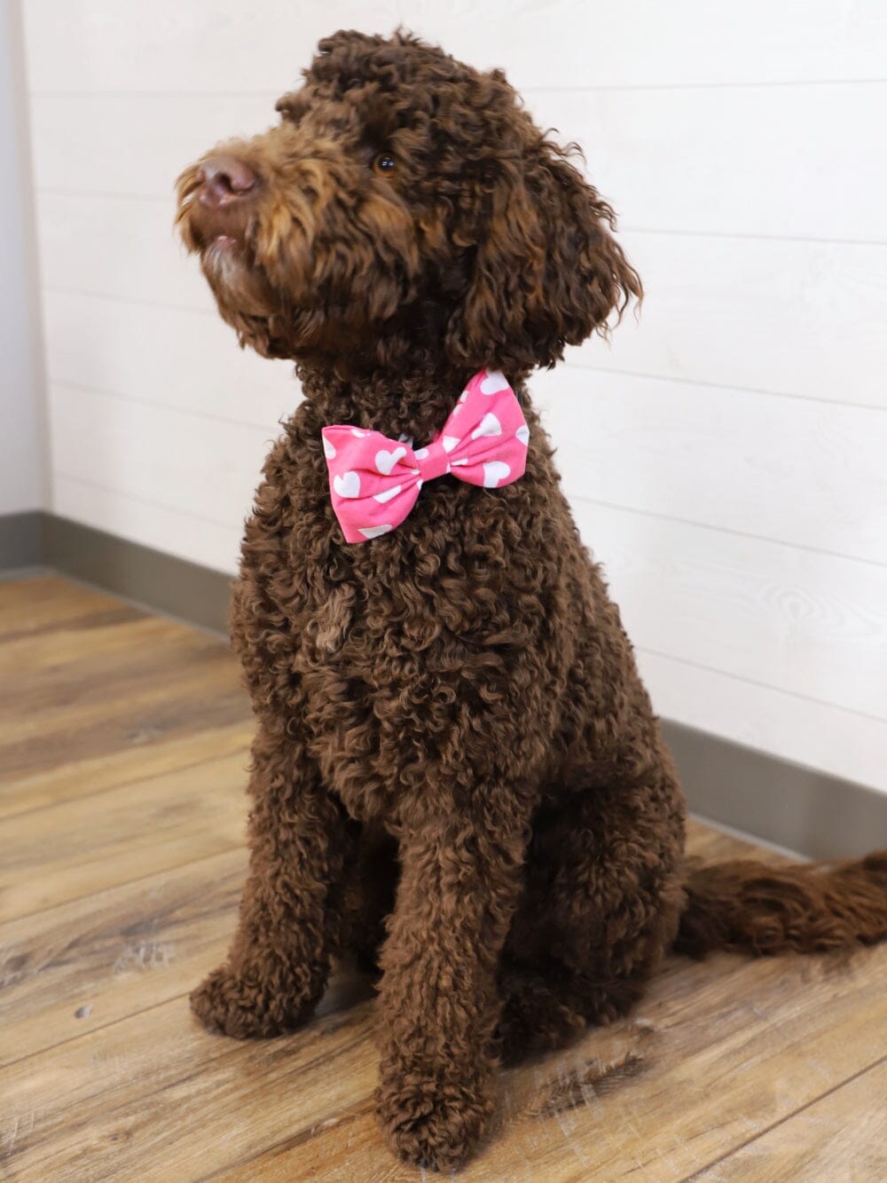 Dog Bow Tie - Whole Lotta Love Hot Pink Heart - Sydney So Sweet