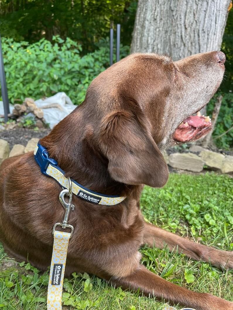 Daisy Floral Yellow & Navy Pretty Fashion Dog Collar - Sydney So Sweet