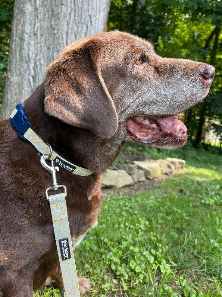 Daisy Floral Yellow &amp; Navy Pretty Fashion Dog Collar - Sydney So Sweet