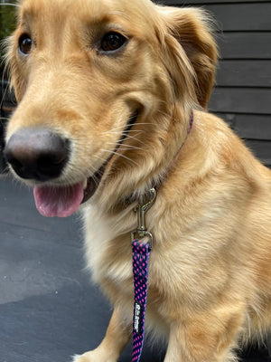 Navy & Hot Pink Polka Dots Adjustable Fashion Dog Collar - Sydney So Sweet