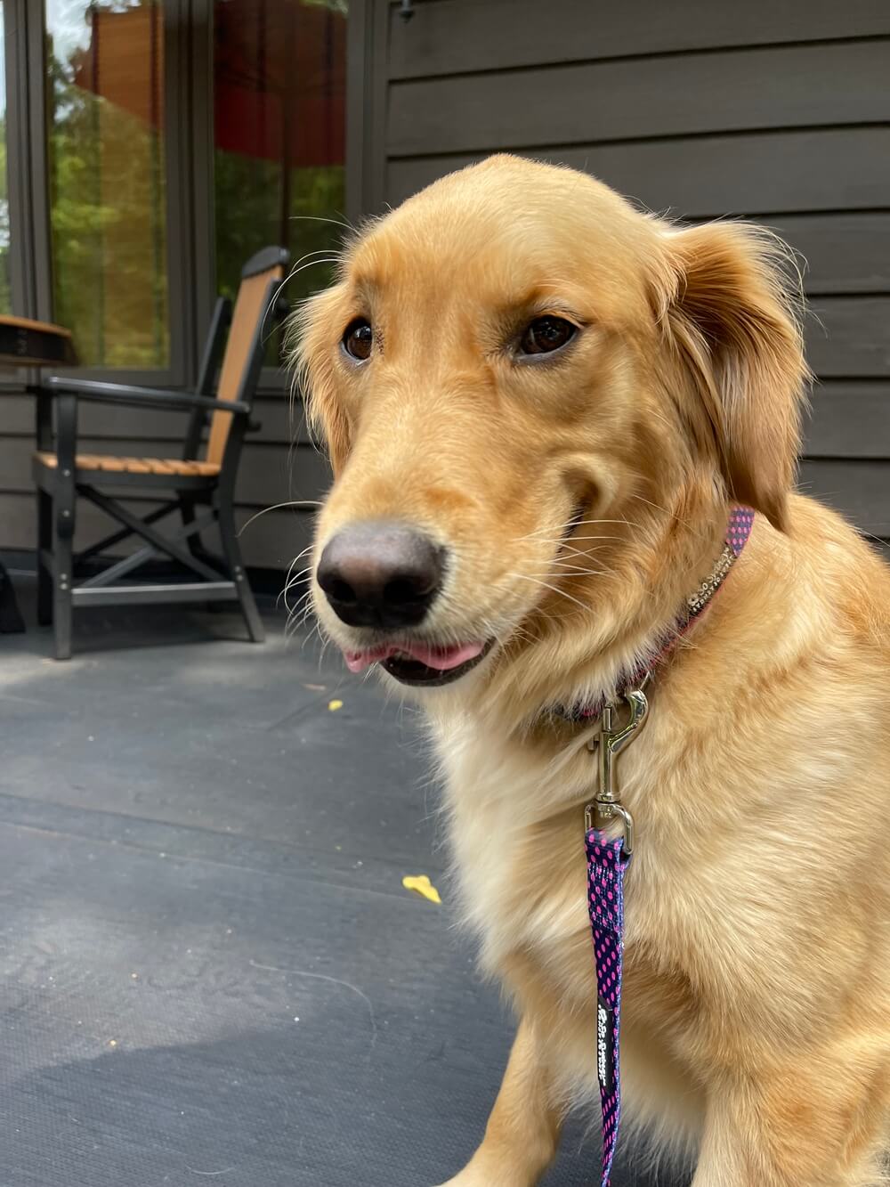 Navy & Hot Pink Polka Dots Adjustable Fashion Dog Collar - Sydney So Sweet