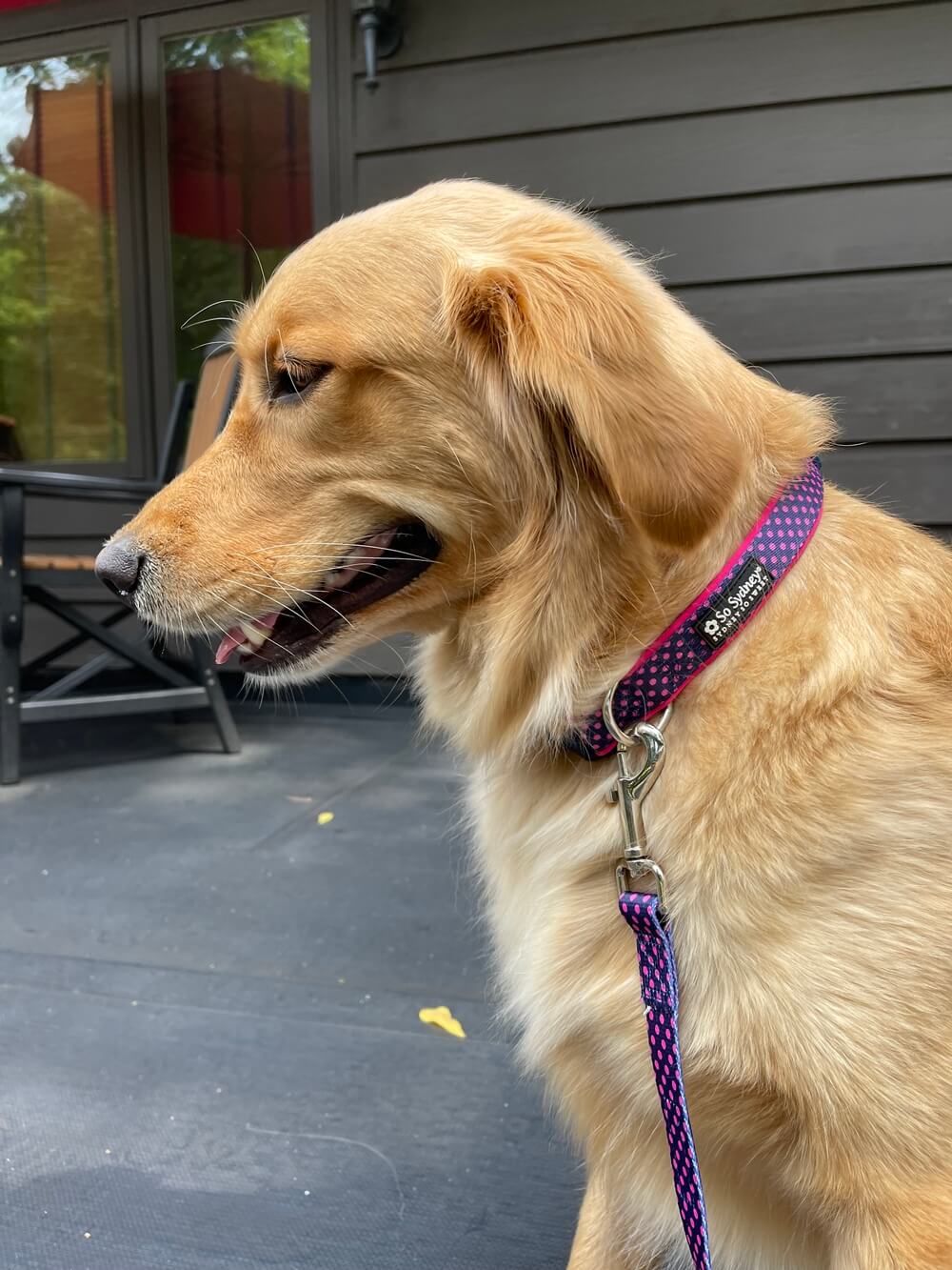 Navy & Hot Pink Polka Dots Adjustable Fashion Dog Collar - Sydney So Sweet