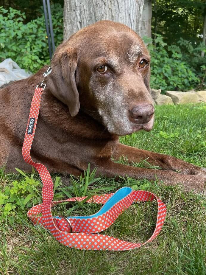 Orange & Turquoise Blue Polka Dots Unique Nylon Dog Collar - Sydney So Sweet