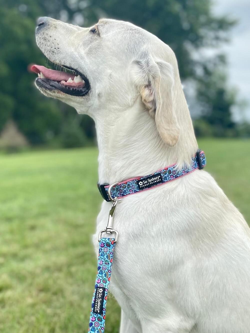 Rainbows & Unicorns Comfy, Cool, & Fun Fashion Dog Collar - Sydney So Sweet