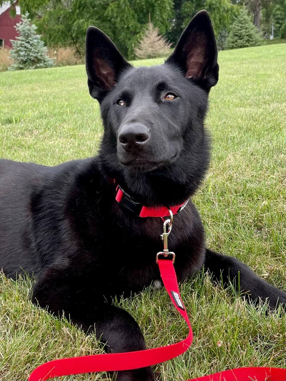 Red Basic Nylon Dog Collar for Small, Medium, or Large Dogs - Sydney So Sweet