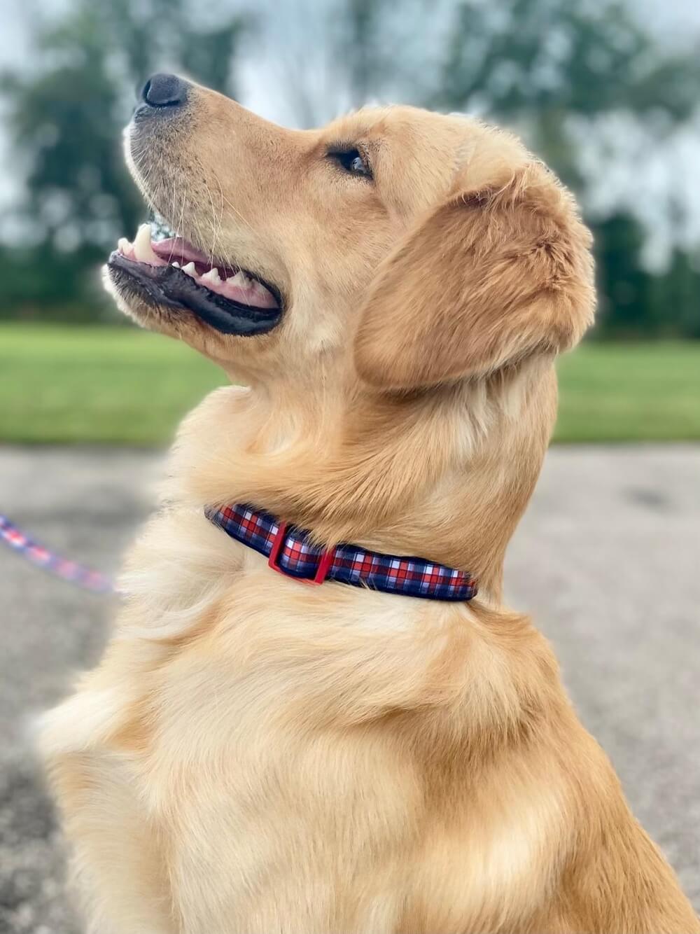 Red White &amp; Blue Patriotic Plaid Dog Collar - Sydney So Sweet