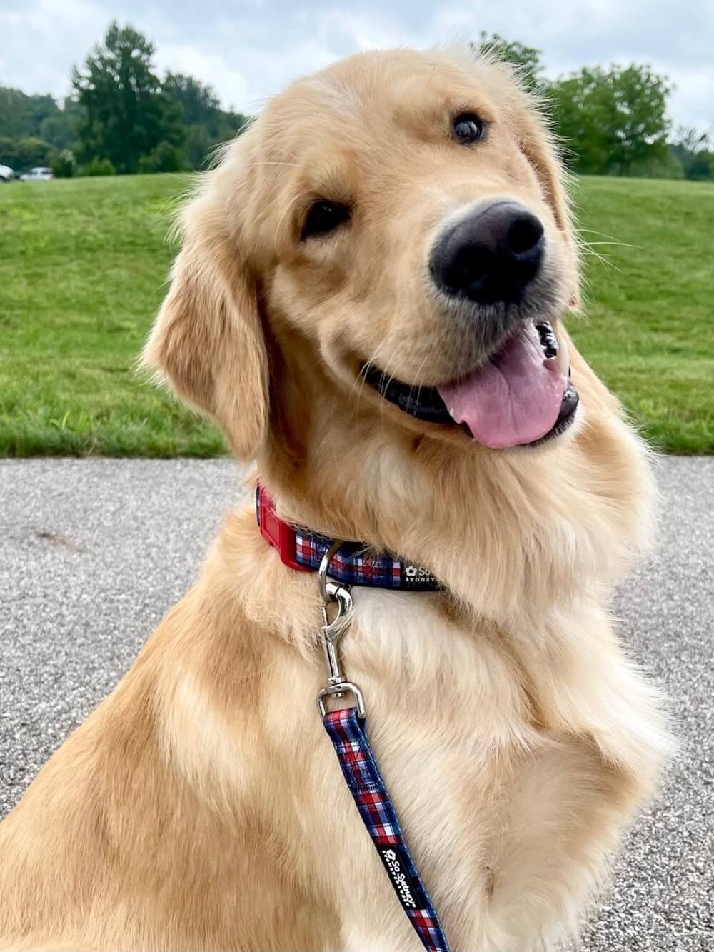 Red White & Blue Patriotic Plaid Dog Collar - Sydney So Sweet