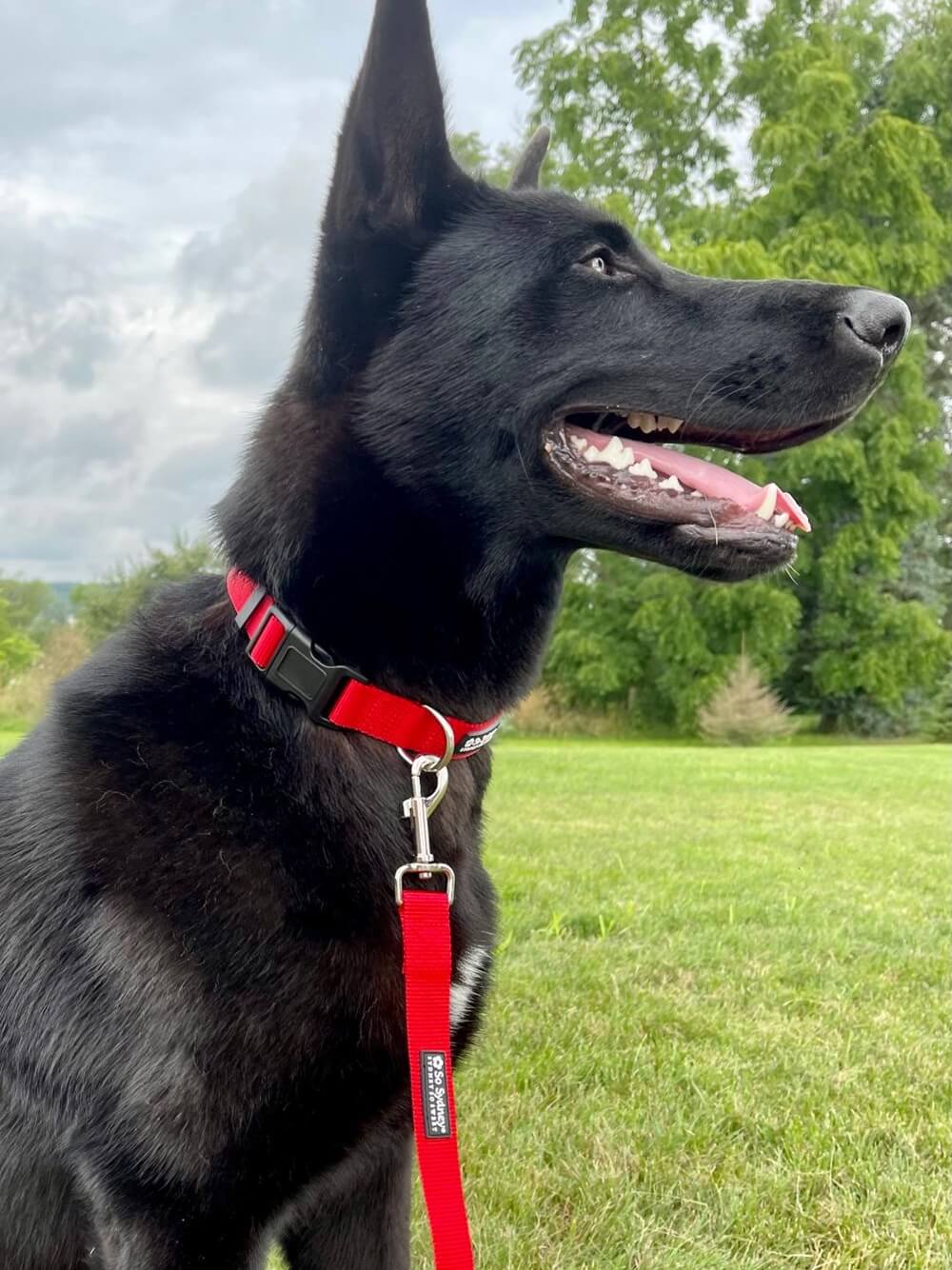 Red Basic Nylon Dog Collar for Small, Medium, or Large Dogs - Sydney So Sweet