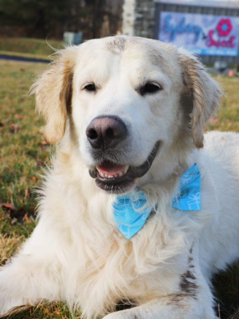 Dog Birthday Bow Tie - Prezzie Blue - Sydney So Sweet