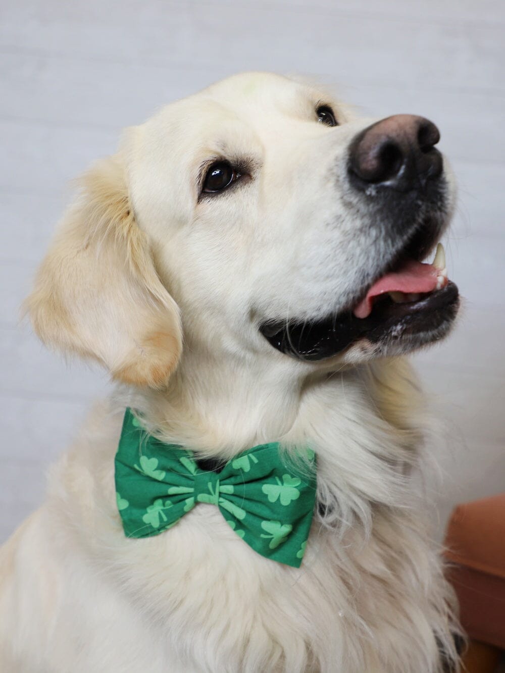 Dog Bow Tie - Shamrock Green - Sydney So Sweet